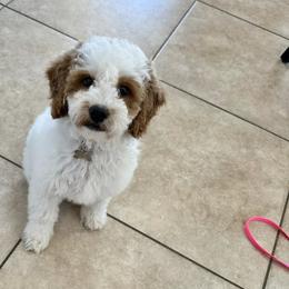 Goldendoodle All Grown Up from Goldendoodle AZ