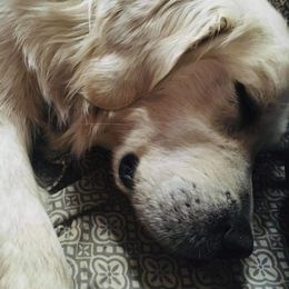Pearl - Golden Retriever