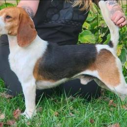 Jack - Black fawn and white male Beagle puppy in Brockway, Pennsylvania from Sugar Hill Hounds