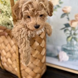 Crocus - Tan male Morkie puppy in Mesa, Arizona from Floralie Doodles