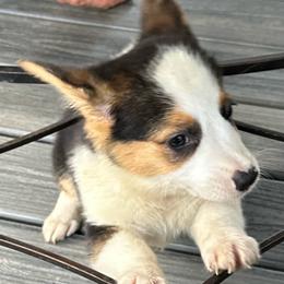 White face girl - Black and tan female Pembroke Welsh Corgi puppy in Vineland, New Jersey from Corgis at the Jersey Shore/Frenchie Connection