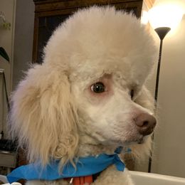 Tom  - Poodle
