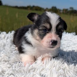 Oakley - Fluffy boy - Black and tan male Pembroke Welsh Corgi puppy in Poteau, Oklahoma from Half-Pint Corgis
