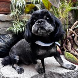 Mad Max - Black and white male Shih Tzu puppy in Victorville, California from RUMBLE n TUMBLE
