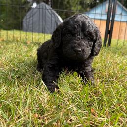 Charlie - Black male Bernedoodle puppy in Constableville, New York from Zehr’s Labradoodles & Bernedoodles