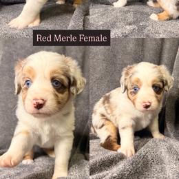 Cognac - Red merle female Miniature Australian Shepherd puppy in Lyman, Mississippi from Bayou Blues Farm