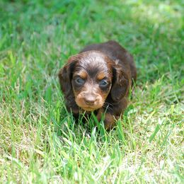 AKC Dixie - Chocolate and tan female Dachshund puppy in Billings, Missouri from Bundles of Joy
