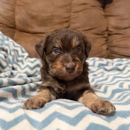Rusty - Brown and white male Aussiedoodle puppy in Warrensburg, Missouri from Dreamer Ridge Puppies