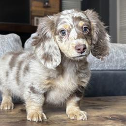 Dachshund Puppies from Teenie Tiny Doxies