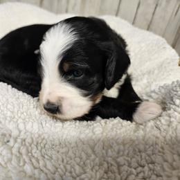 United - Tri-color female Bernedoodle puppy in Flat Rock, North Carolina from Sukisdoodles