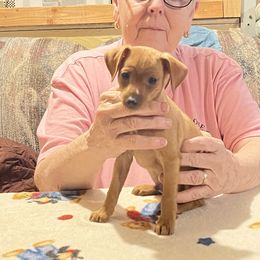 Maverick - Red male Miniature Pinscher puppy in Wilbur, Washington from RisingStar Miniature Pinschers