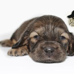 Dachshund Puppies from Piney Woods Miniature Dachshunds