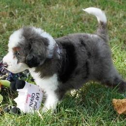 Yankee BMF brightest copper - Blue merle female Aussiedoodle puppy in Lawton, Oklahoma from Lindsey’s Aussies