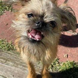 Hershy - Brussels Griffon
