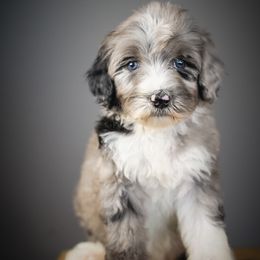 Dahlia - Blue merle female Bernedoodle puppy in Caldwell, Idaho from Boise Doodle Co.