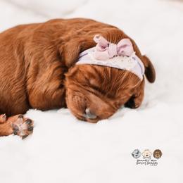 Jesse - Red  female Goldendoodle puppy in Lima, Ohio from Hommel’s Mini Darling Doodles