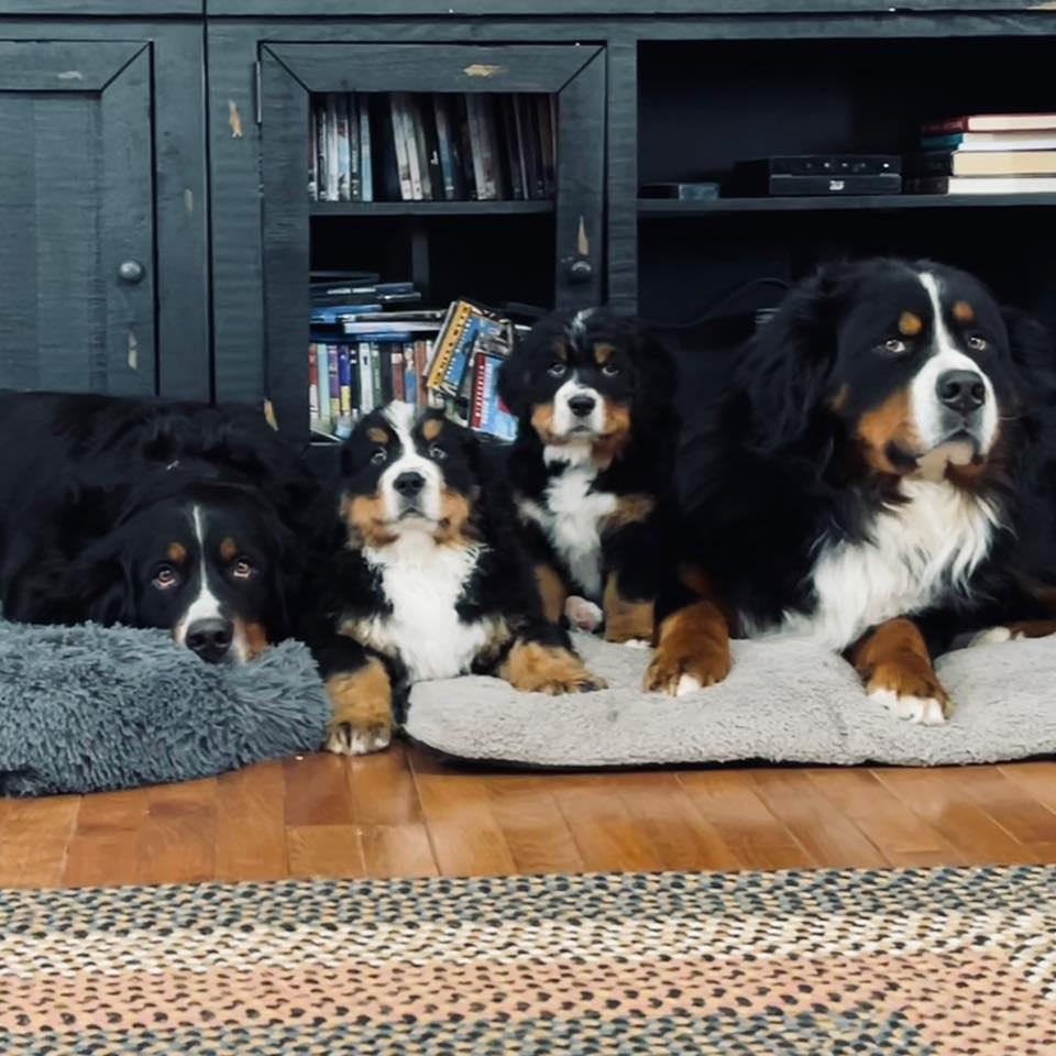 Country Acres Berners in Minnesota Bernese Mountain Dog puppies