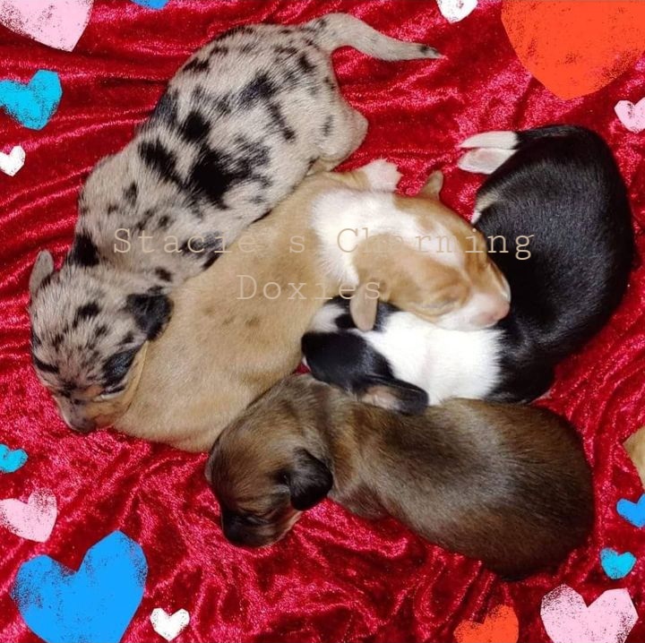 Dachshund Puppies from Stacie's Charming Doxies