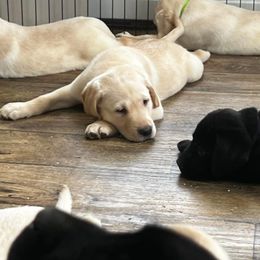 Labrador Retriever Puppies from Northern Woods Labs