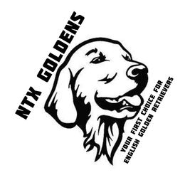 Golden Retriever All Grown Up from NTX Goldens