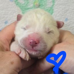 Blue boy - White and biscuit male Samoyed puppy in Elwell, Michigan from Limelight Samoyeds