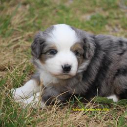 Luna - Blue merle female Miniature American Shepherd puppy in Hillsdale, Michigan from Faithwalk Aussies and Mini American Shepherds