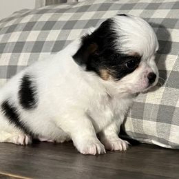 Pongo - Black and white male Chihuahua puppy in Harlan, Iowa from Home Grown Chihuahuas From Iowa