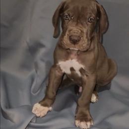 Barry - Chocolate male Great Dane puppy in Walker, Louisiana from La Rebel Danes