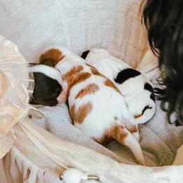 Pierre - Blenheim male Cavalier King Charles Spaniel puppy in Tucson, Arizona from Unicorn Tears and Cavaliers
