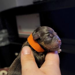 Chihuahua Puppies from King's Country Style Kennels