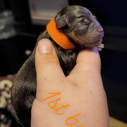 Chihuahua Puppies from King's Country Style Kennels