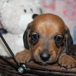 Boy 4 - Red male Dachshund puppy in Craig, Colorado from Rocky Mountain Shih Tzus and Dry Creek Miniature Dachshunds