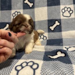 Champ - Liver and white male Shih Tzu puppy in Sharon, Pennsylvania from Keystone Danes and Shih tzus