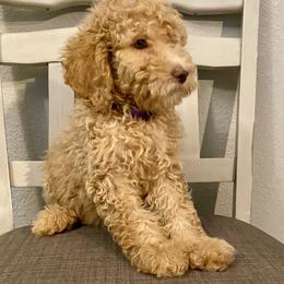 Purple collar - Apricot female Goldendoodle puppy in Apple Valley, California from Daisy’s  Doodles11