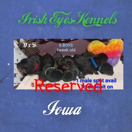 Boy 6 - Black and mahogany male Rottweiler puppy in De Witt, Iowa from Irish Eyes Kennels