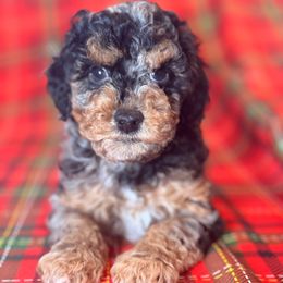 Charlotte - Merle female Cockapoo puppy in Saint Louis, Missouri from Jax Doodles
