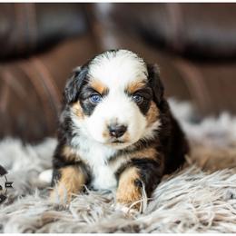 Oakley - Black tri female Miniature American Shepherd puppy in Tonopah, Arizona from King's Miniature American Shepherds