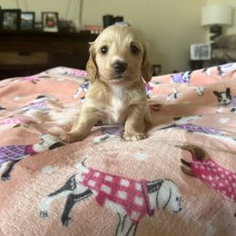 Girl 4 - Red female Dachshund puppy in Bell County, Texas from Ginny’s Family Dachshunds