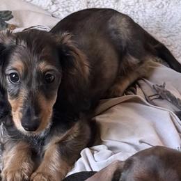 Clooney - Sable male Dachshund puppy in Wichita, Kansas from Rustic Dachshunds