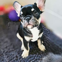 Mr Doug - Tricolors male French Bulldog puppy in Gasport, New York from Belleau Wood French Bulldog Manor & Folsom's House of Blues