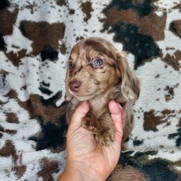 TRIGGER - Dapple male Dachshund puppy in Swink, Oklahoma from Palali Farm