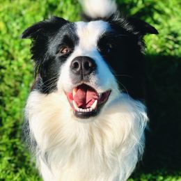 Border Collies from Monet's Border Collies