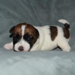 Edy Boy 1 - White and tan male Russell Terrier puppy in Middletown, Virginia from DBF Russell Terriers