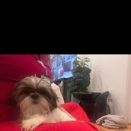 Spot - Black and white Shih Tzu puppy in Riverside, California from Angel Babies