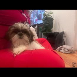 Spot - Black and white Shih Tzu puppy in Riverside, California from Angel Babies
