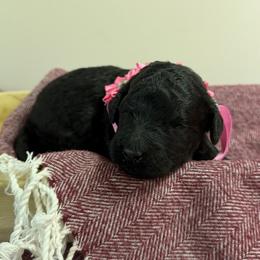 Blossom - Black female Poodle puppy in Cold Brook, New York from Tamarack Therapy Dogs