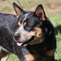 Sammy - Australian Cattle Dog