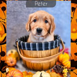 Peter - Dark golden male Golden Retriever puppy in Shelton, Washington from Kennedy Goldens