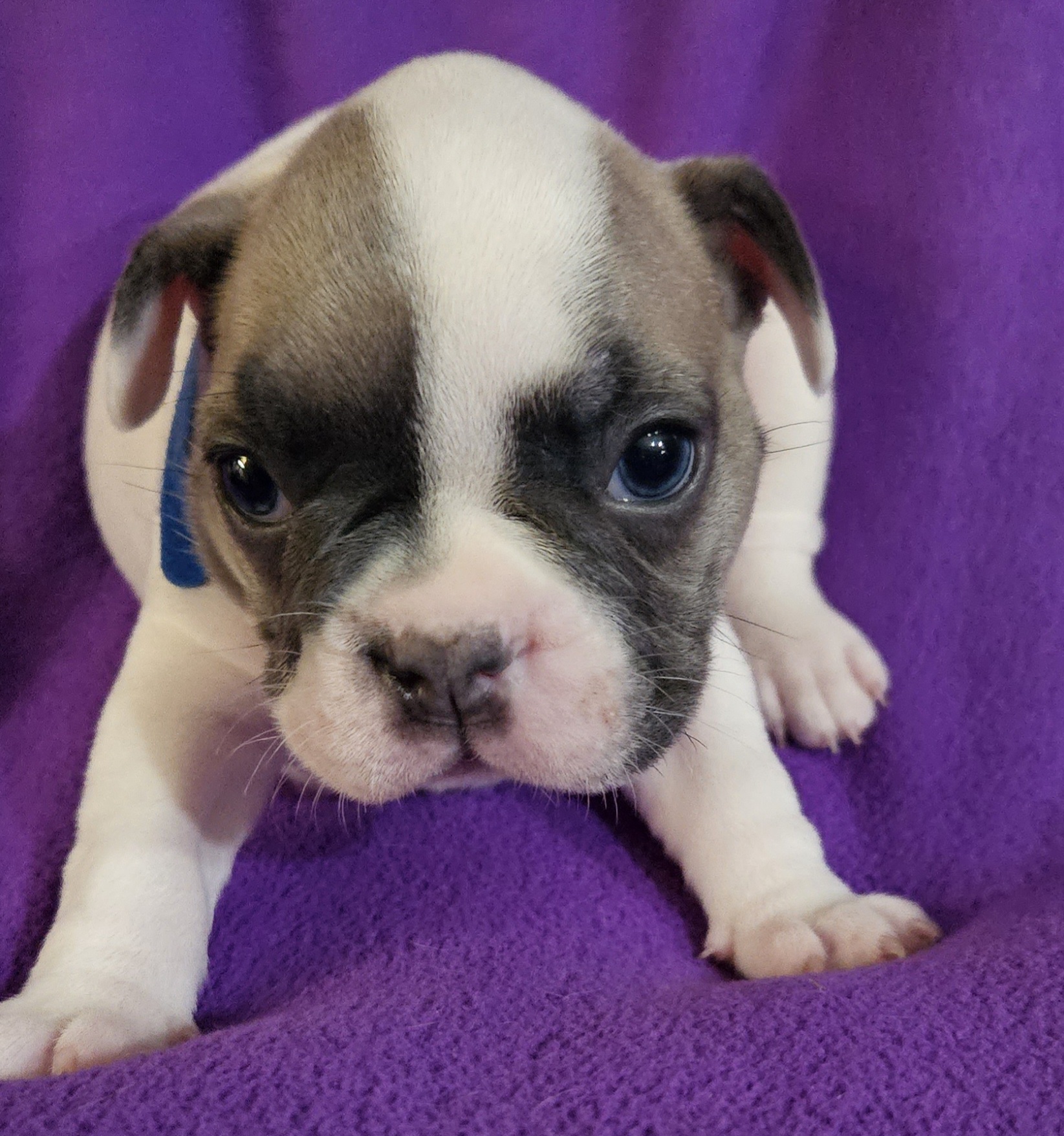 Blue collar 💙 - Fawn and white French Bulldog puppy in Monterey, Louisiana from McaysKennels