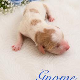 Cavapoo Puppies from Curly Q Cavapoos